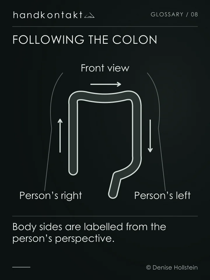 Front view of the colon: ascending on the person’s right, transverse across the upper abdomen, descending on their left. Arrows explain the route, not self-treatment.