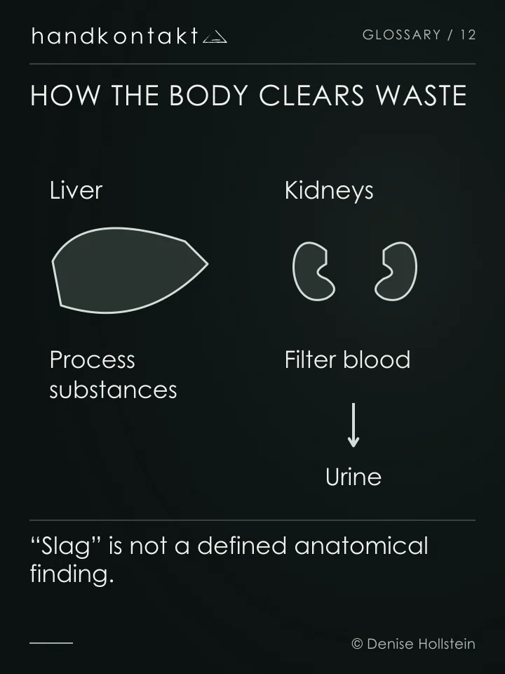 The liver processes substances; the kidneys filter blood and excrete substances in urine. Massage has not been shown to remove “slag”.