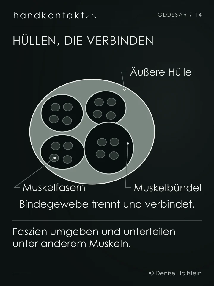 Querschnitt durch einen Muskel: Bindegewebe umhüllt den ganzen Muskel und unterteilt ihn in Bündel. Die Muskelfasern liegen innerhalb dieser Bündel.