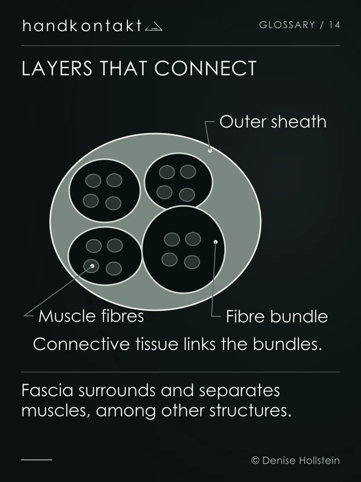 Cross-section of a muscle: connective tissue surrounds the whole muscle and separates it into bundles. Muscle fibres lie within those bundles.