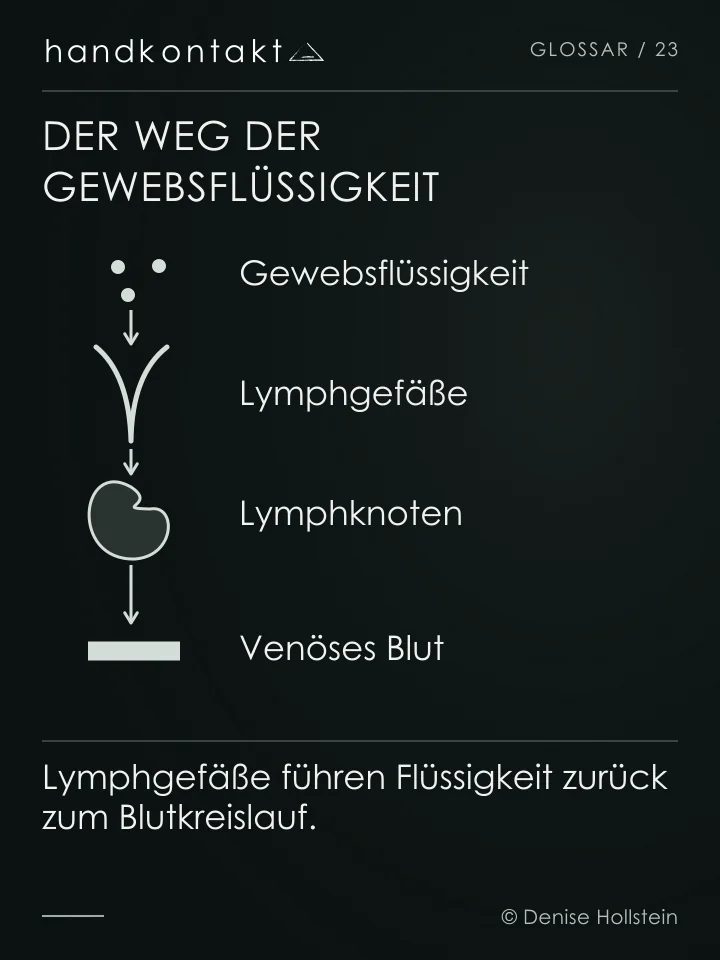 Gewebsflüssigkeit gelangt in Lymphgefäße, passiert Lymphknoten und kehrt über größere Lymphbahnen ins venöse Blut zurück. Manuelle Lymphdrainage arbeitet mit sanften Hautverschiebungen.