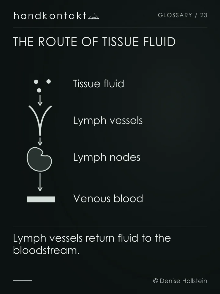 Tissue fluid enters lymph vessels, passes through lymph nodes and returns to venous blood through larger lymph vessels. Manual lymphatic drainage uses gentle skin movements.
