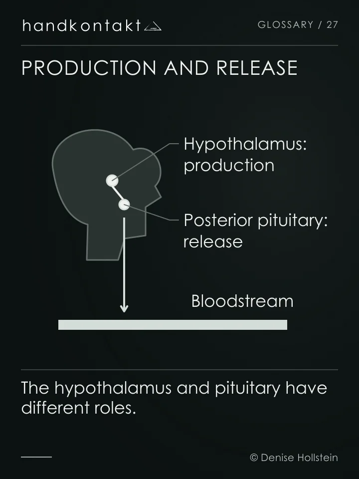 Oxytocin is produced in the hypothalamus, transported to the posterior pituitary and released into the blood. The diagram makes no promise of a measurable hormone increase from massage.