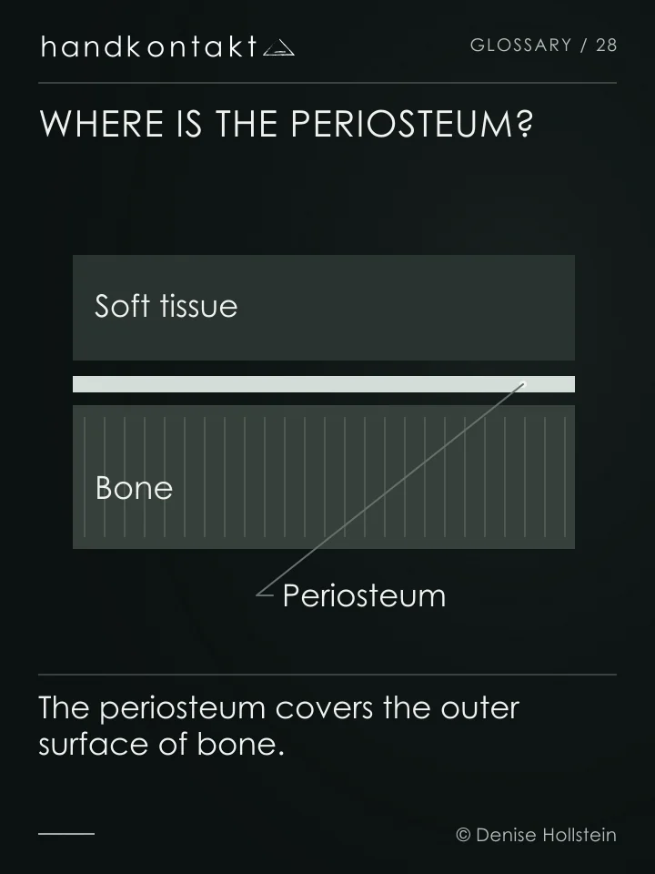 Schematic section showing soft tissue, a thin periosteum and bone underneath. Periosteal massage focuses on the periosteum.